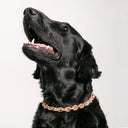 Dandy Street - shop online - accessori per cani e gatti - collane per cani e gatti -Accessori per cani grandi - Bingo