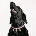 Dandy Street - shop online - accessori per cani e gatti - collane per cani e gatti - collana per animali domestici - Lassie