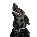 Dandy Street - shop online - accessori per cani e gatti - collane per cani e gatti - collana per cani grandi - Rum