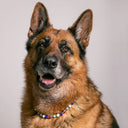 Dandy Street - shop online - accessori per cani e gatti - collane per cani e gatti - gioiello per cani grandi - Zeus