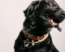 Dandy Street - shop online - collane per cani e gatti