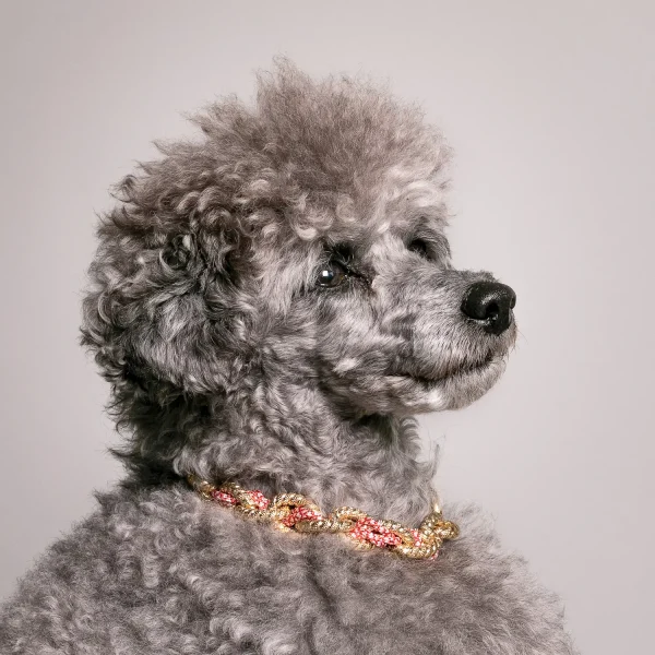 Dandy Street - shop online - accessori per cani e gatti - collane per cani e gatti -Accessori per cani grandi - Bingo