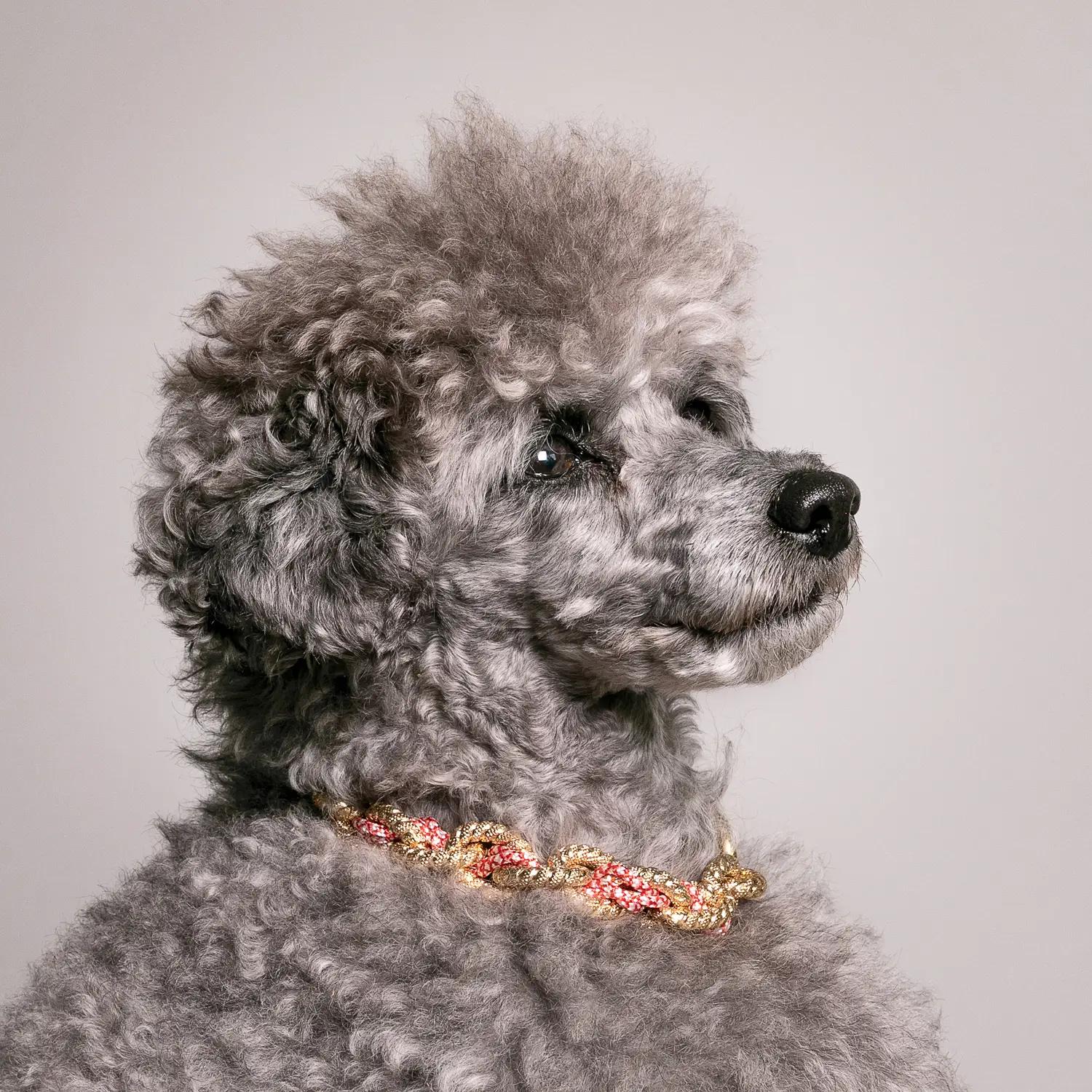 Dandy Street - shop online - accessori per cani e gatti - collane per cani e gatti -Accessori per cani grandi - Bingo Dandy Street - shop online - accessori per cani e gatti - collane per cani e gatti -Accessori per cani grandi - Bingo