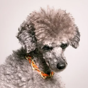 Dandy Street - shop online - accessori per cani e gatti - collane per cani e gatti -Accessori per cani piccoli - Hachiko