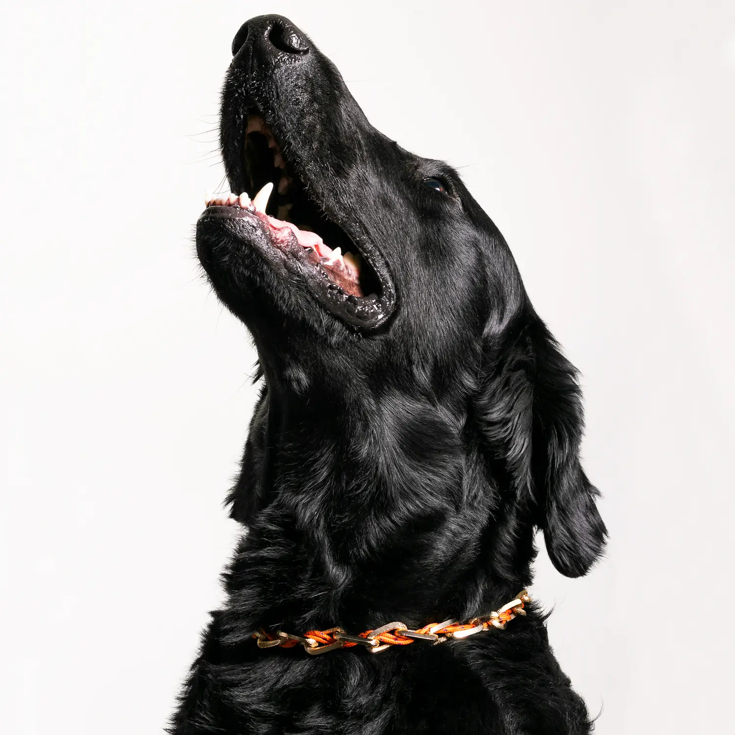 Dandy Street - shop online - accessori per cani e gatti - collane per cani e gatti -Accessori per cani piccoli - Hachiko Dandy Street - shop online - accessori per cani e gatti - collane per cani e gatti -Accessori per cani piccoli - Hachiko