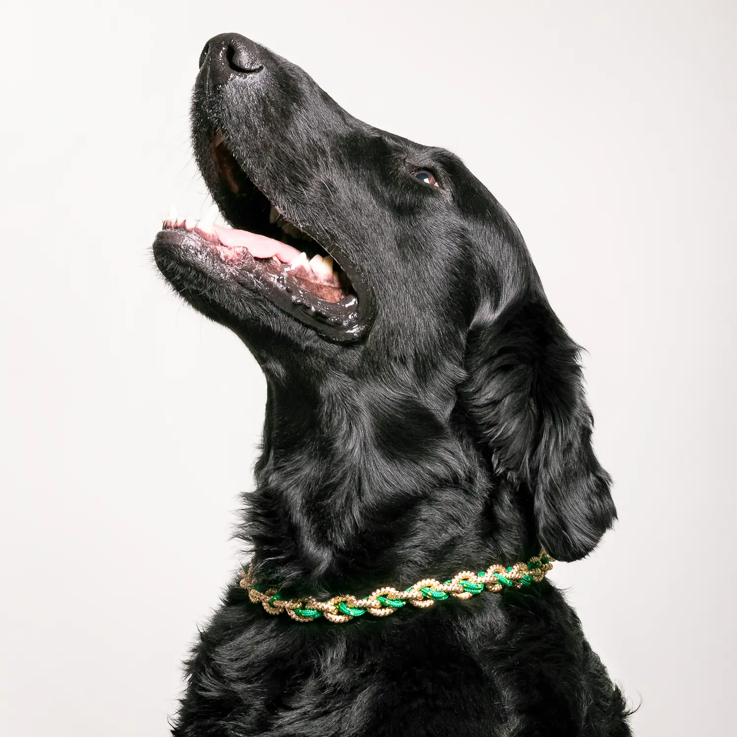 Dandy Street - shop online - accessori per cani e gatti - collane per cani e gatti -Accessori per gatti - Nerone Dandy Street - shop online - accessori per cani e gatti - collane per cani e gatti -Accessori per gatti - Nerone