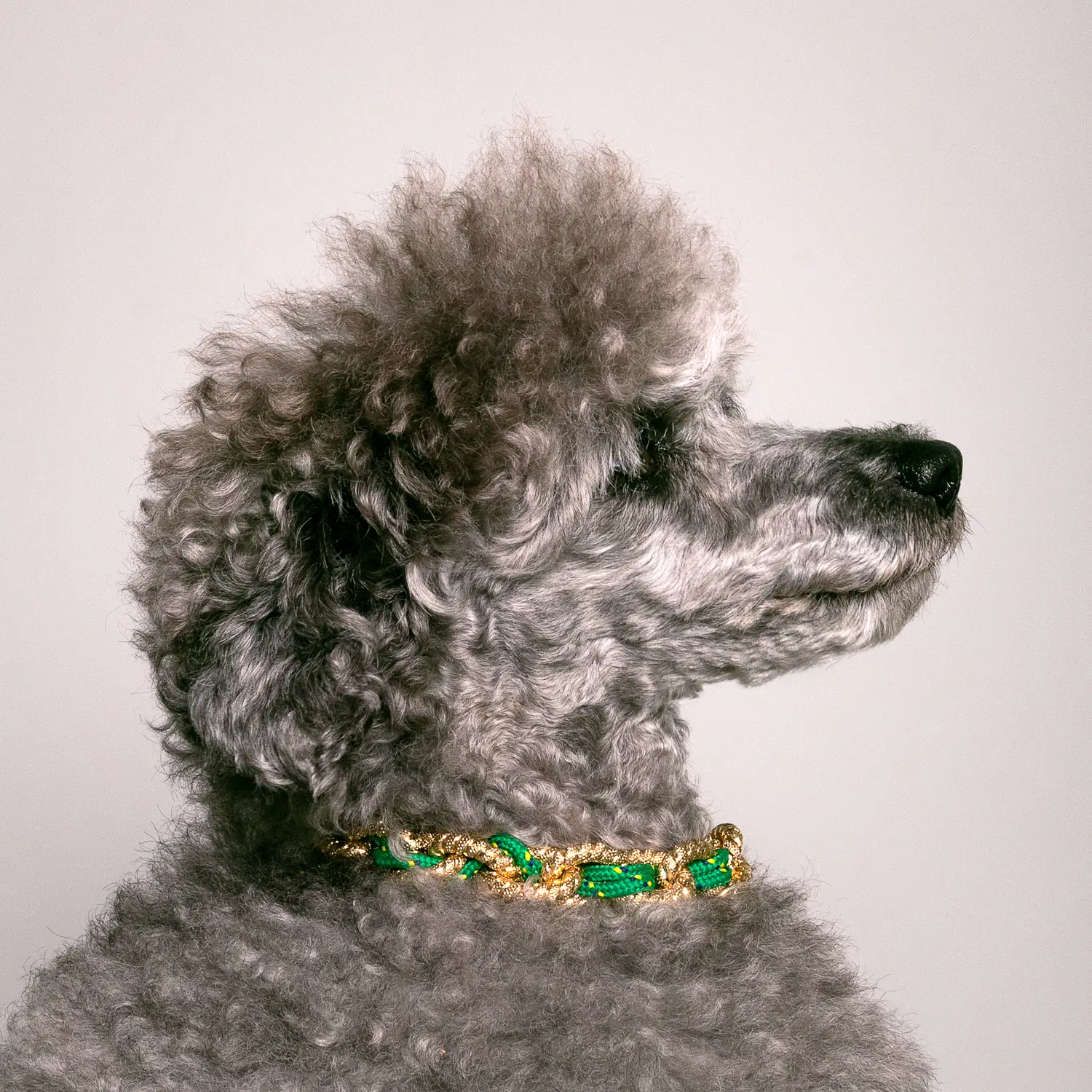 Dandy Street - shop online - accessori per cani e gatti - collane per cani e gatti -Accessori per gatti - Nerone Dandy Street - shop online - accessori per cani e gatti - collane per cani e gatti -Accessori per gatti - Nerone