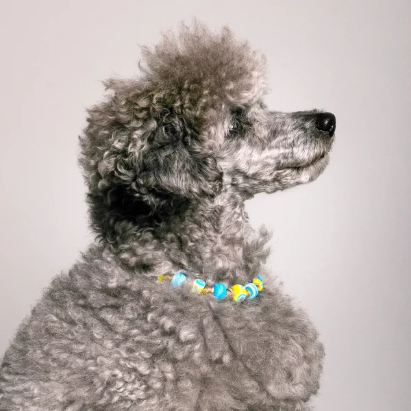 Dandy Street - shop online - accessori per cani e gatti - collane per cani e gatti - Collana elegante per cani - Milo