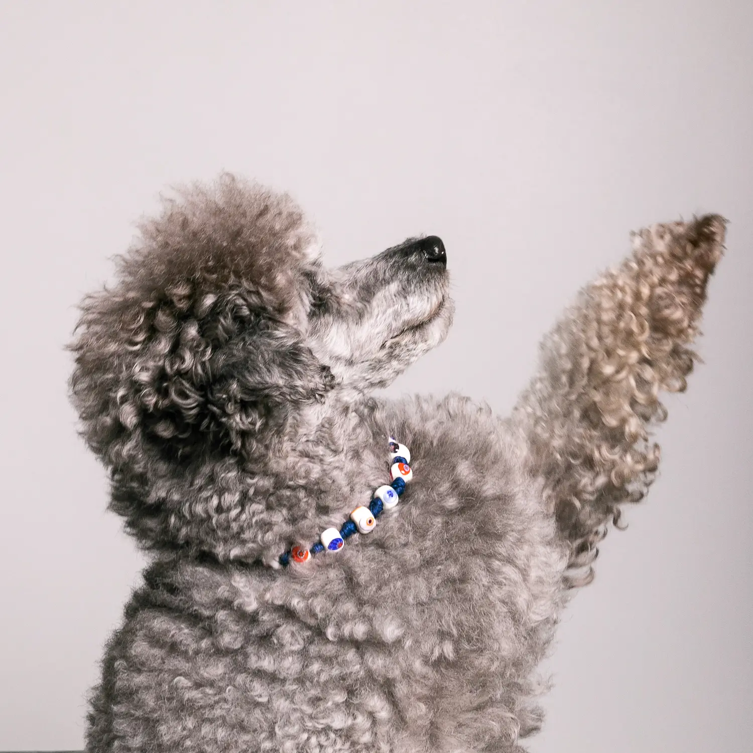 Dandy Street - shop online - accessori per cani e gatti - collane per cani e gatti - Collana elegante per gatti - Yoda Dandy Street - shop online - accessori per cani e gatti - collane per cani e gatti - Collana elegante per gatti - Yoda