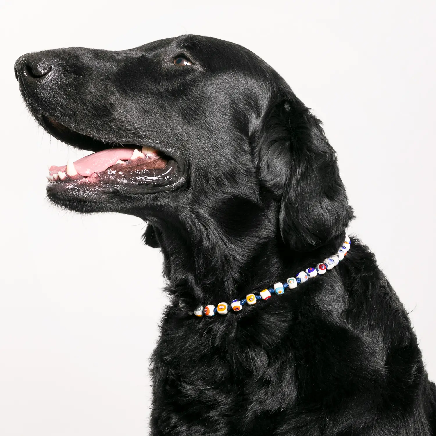 Dandy Street - shop online - accessori per cani e gatti - collane per cani e gatti - Collana elegante per gatti - Yoda Dandy Street - shop online - accessori per cani e gatti - collane per cani e gatti - Collana elegante per gatti - Yoda