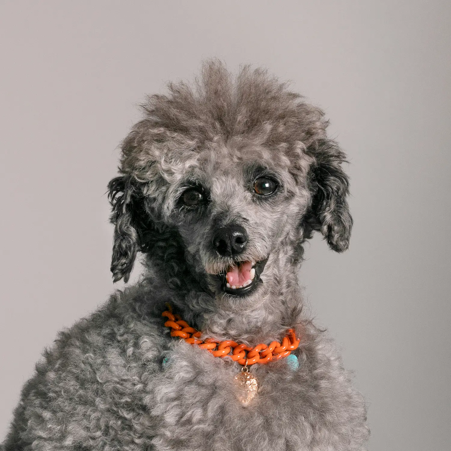 Dandy Street - shop online - accessori per cani e gatti - collane per cani e gatti - collana per animali - Asha Dandy Street - shop online - accessori per cani e gatti - collane per cani e gatti - collana per animali - Asha