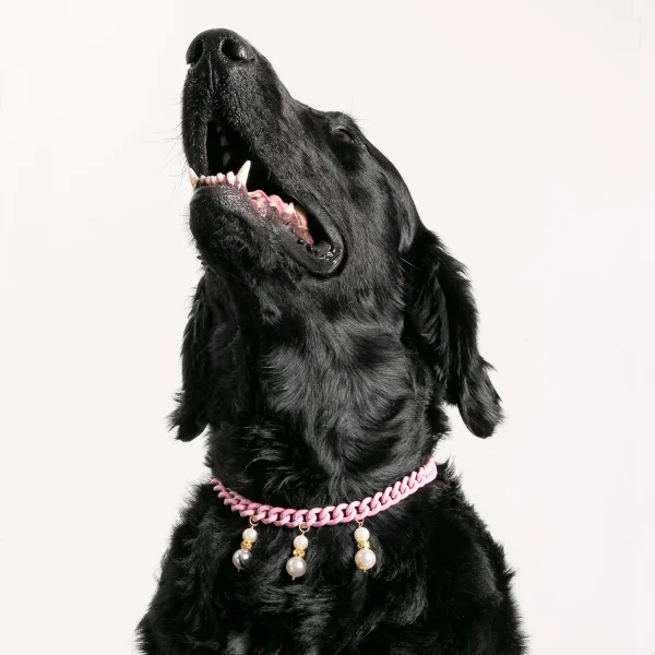 Dandy Street - shop online - accessori per cani e gatti - collane per cani e gatti - collana per animali domestici - Lassie