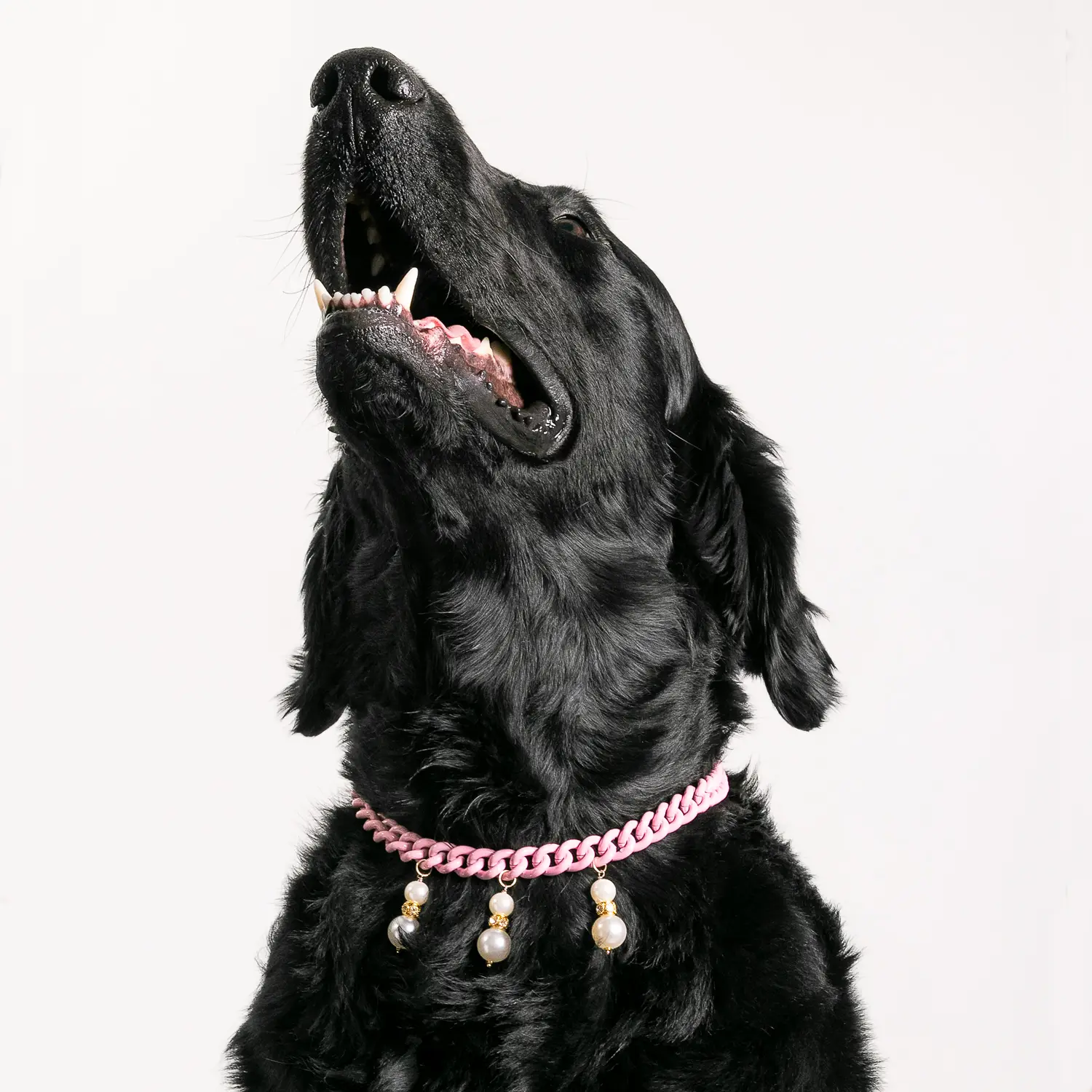 Dandy Street - shop online - accessori per cani e gatti - collane per cani e gatti - collana per animali domestici - Lassie Dandy Street - shop online - accessori per cani e gatti - collane per cani e gatti - collana per animali domestici - Lassie