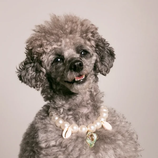 Dandy Street - shop online - accessori per cani e gatti - collane per cani e gatti - collana per cani - Conky