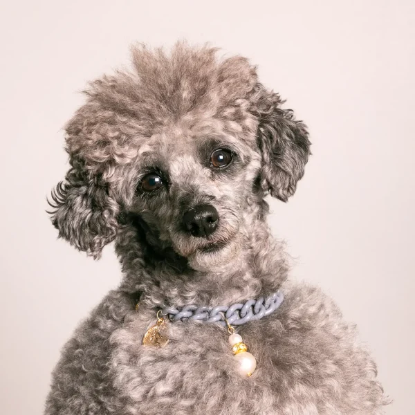 Dandy Street - shop online - accessori per cani e gatti - collane per cani e gatti - collana per cani grandi - Rum