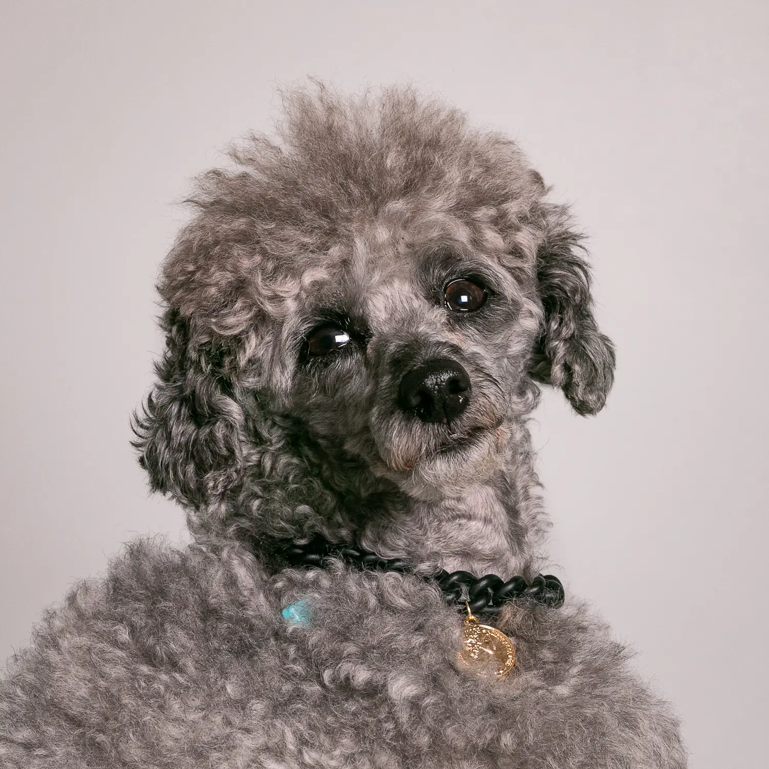 Dandy Street - shop online - accessori per cani e gatti - collane per cani e gatti - collana per cani piccoli - Cody