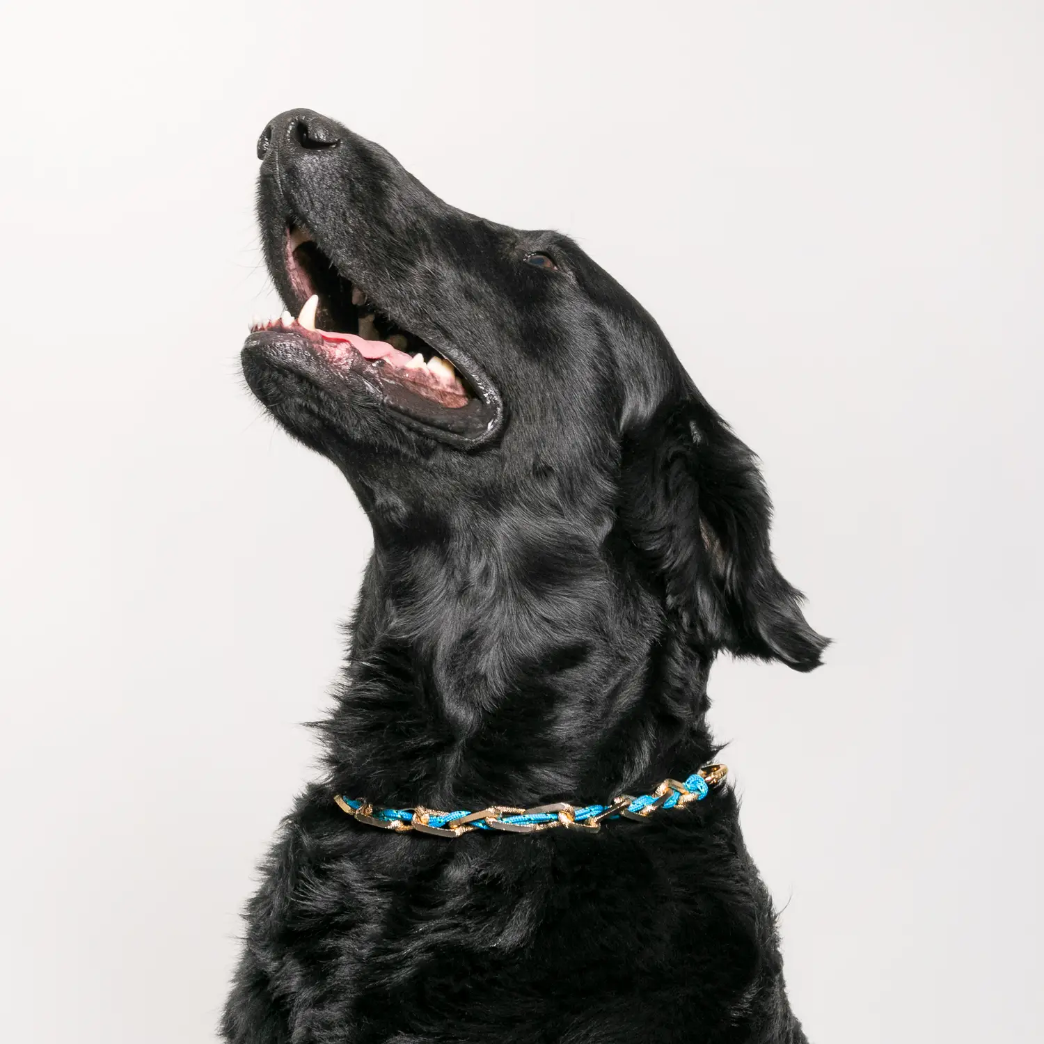 Dandy Street - shop online - accessori per cani e gatti - collane per cani e gatti - Collane per amici a 4 zampe - Balto Dandy Street - shop online - accessori per cani e gatti - collane per cani e gatti - Collane per amici a 4 zampe - Balto