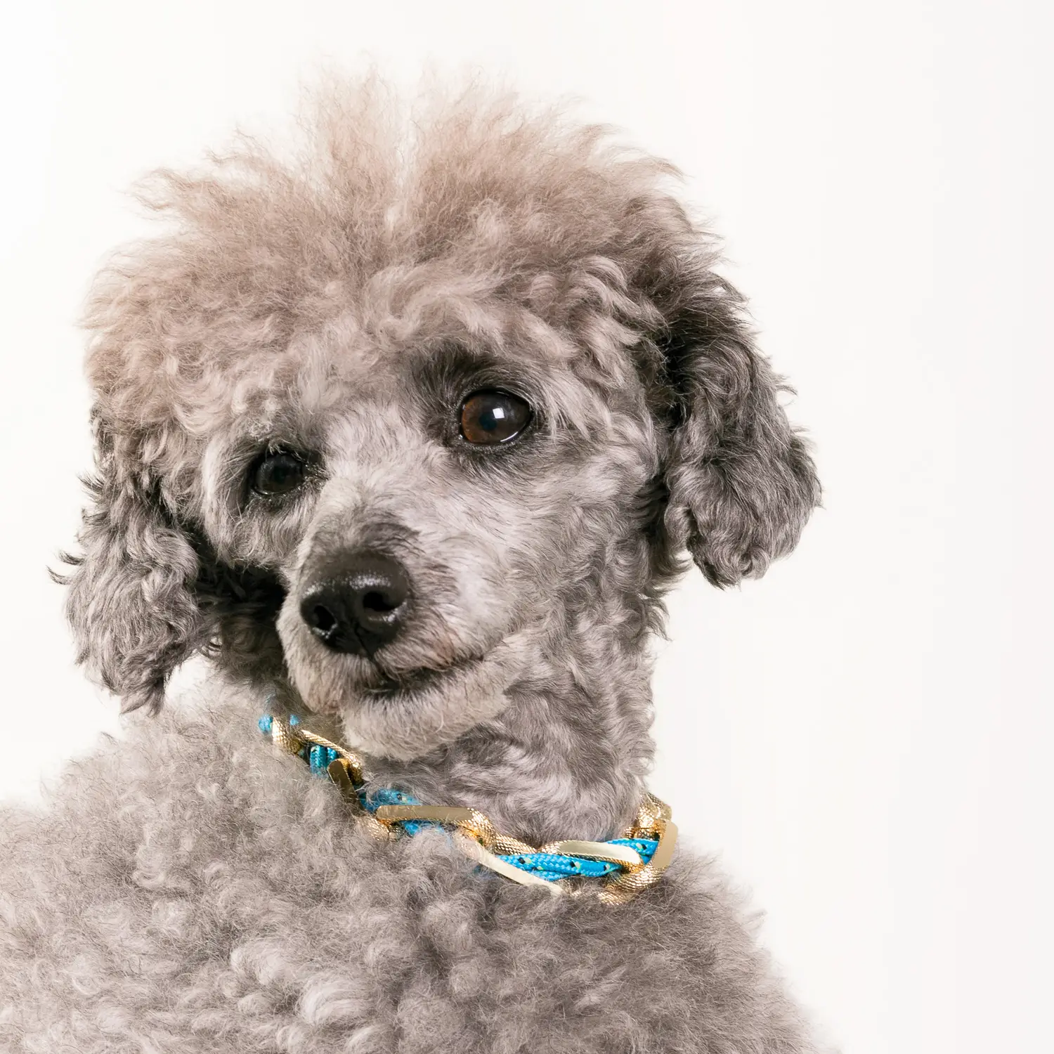 Dandy Street - shop online - accessori per cani e gatti - collane per cani e gatti - Collane per amici a 4 zampe - Balto Dandy Street - shop online - accessori per cani e gatti - collane per cani e gatti - Collane per amici a 4 zampe - Balto