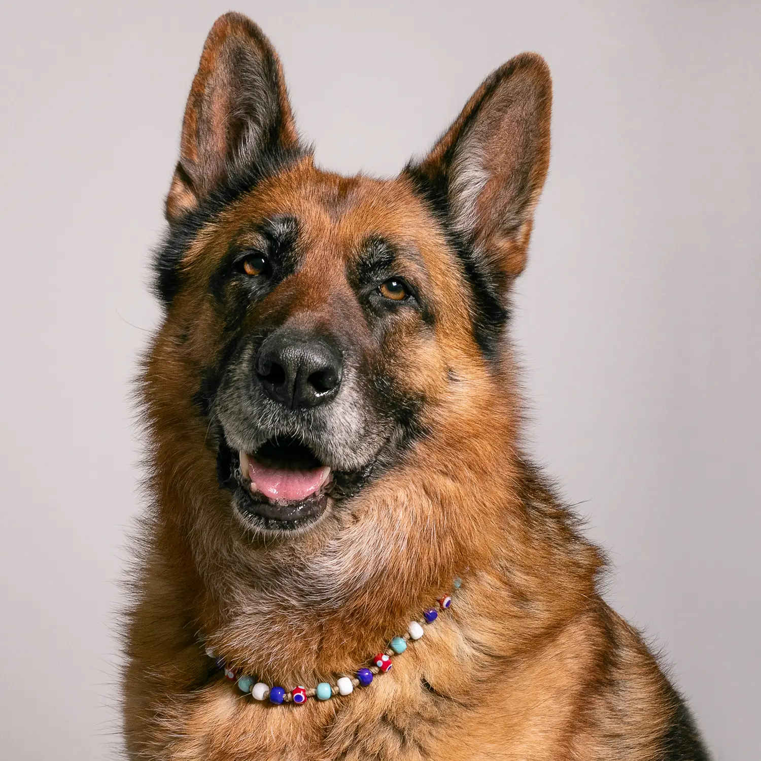 Dandy Street - shop online - accessori per cani e gatti - collane per cani e gatti - gioiello per cani grandi - Zeus Dandy Street - shop online - accessori per cani e gatti - collane per cani e gatti - gioiello per cani grandi - Zeus