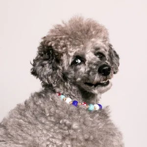 Dandy Street - shop online - accessori per cani e gatti - collane per cani e gatti - gioiello per cani grandi - Zeus