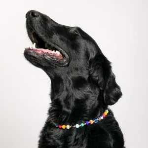 Dandy Street - shop online - accessori per cani e gatti - collane per cani e gatti - gioiello per cani piccoli - Beethoven