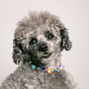 Dandy Street - shop online - accessori per cani e gatti - collane per cani e gatti - gioiello per cani piccoli - Beethoven
